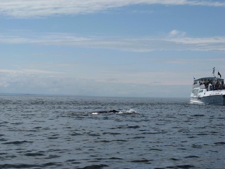 Baleines 026.JPG